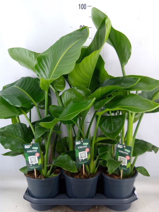 <h4>Strelitzia nicolai</h4>