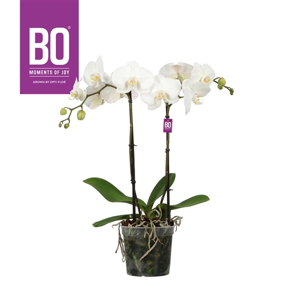 <h4>King P15 BO White 2 spike</h4>