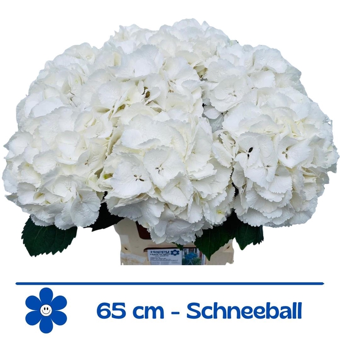 <h4>HYDR M SCHNEEBALL</h4>