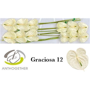 Anth A Graciosa 12