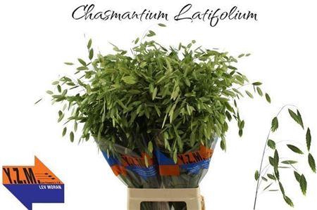 <h4>Chasmanthium Latifol (IL),(50)</h4>