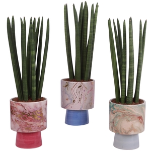 Sansevieria Cylindrica Straight 10 Leaf in Ø14cm Ceramic FB676