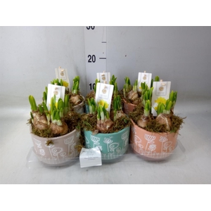 Arr.  Narcissus Tete Tete H%