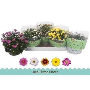 Chrysanthemum Indicum mixed 23Ø 25cm 7pp