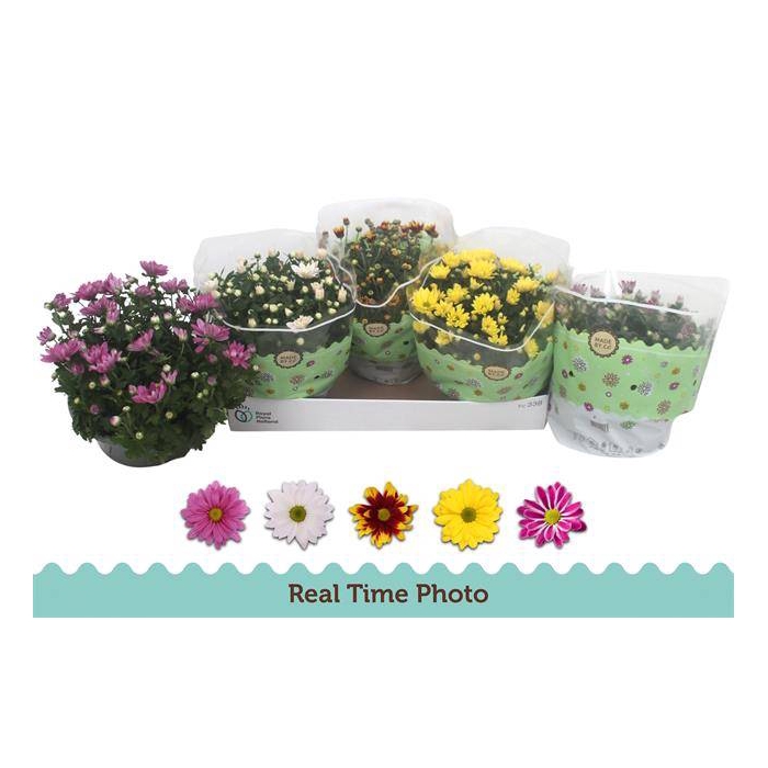 <h4>Chrysanthemum Indicum mixed 23Ø 25cm 7pp</h4>
