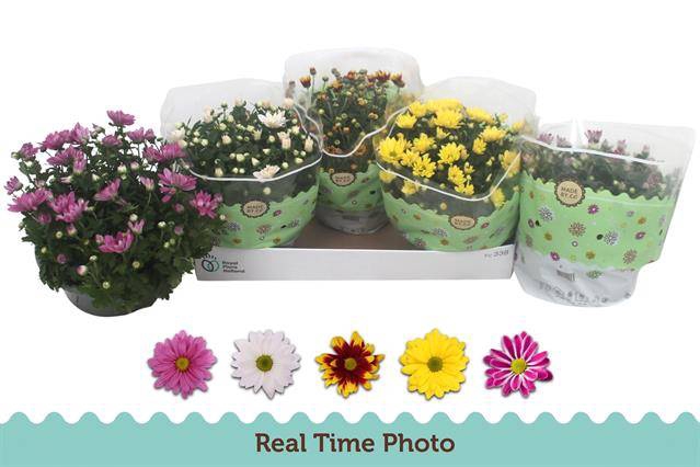 Chrysanthemum Indicum mixed 23Ø 25cm 7pp