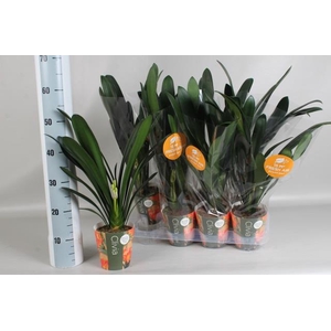 CLIVIA MI