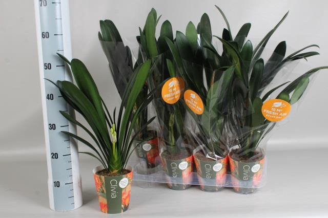 <h4>CLIVIA MI</h4>