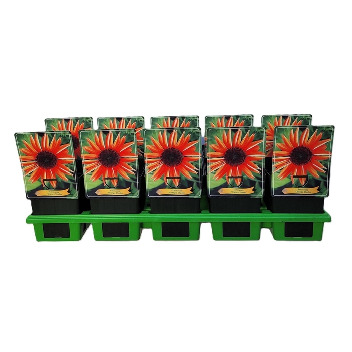 <h4>Echinacea purpurea</h4>