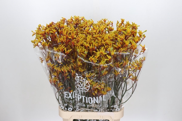 <h4>Kangaroo Paw Gold Fever Indoor</h4>