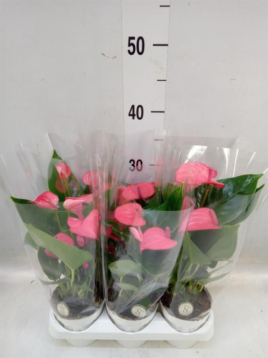 <h4>Anthurium andr. 'Pink Champion'</h4>