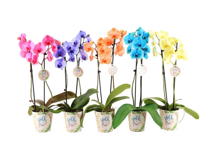 <h4>Potcover I Am Wild & Free Phal I Am Mix 2T12+</h4>