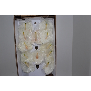 ANTHURIUM ETERNITY 9/11 035 CM DIAM MIN 9 CM BRANCO