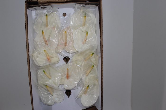 <h4>ANTHURIUM ETERNITY 9/11 035 CM DIAM MIN 9 CM BRANCO</h4>