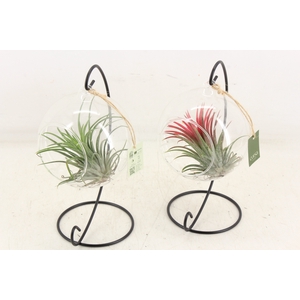 arr3 CP - Till. Glas hangbol x6 frame
