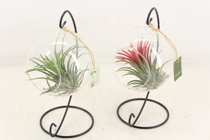 <h4>arr3 CP - Till. Glas hangbol x6 frame</h4>