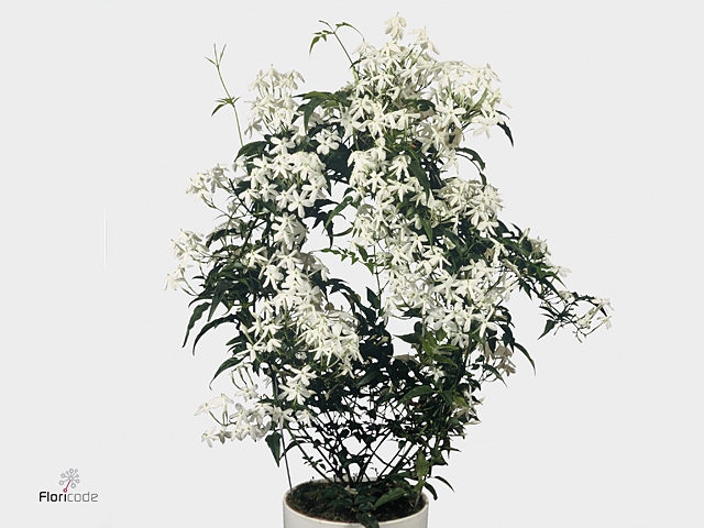 JASM OFFICINALE