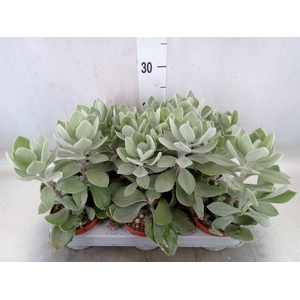 Senecio   ...
