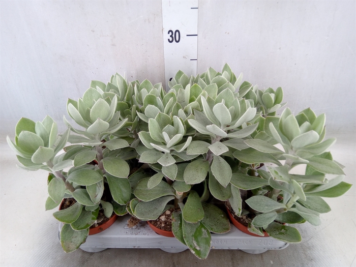 <h4>Senecio   ...</h4>