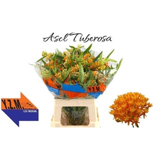ASCL TUBEROSA