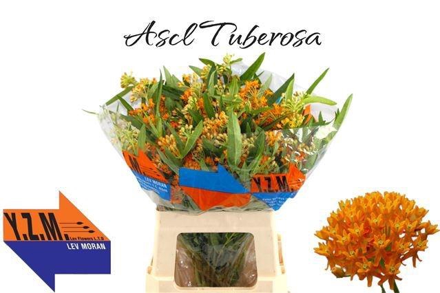 <h4>ASCL TUBEROSA</h4>