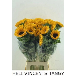 HELI VINCENTS TANGY