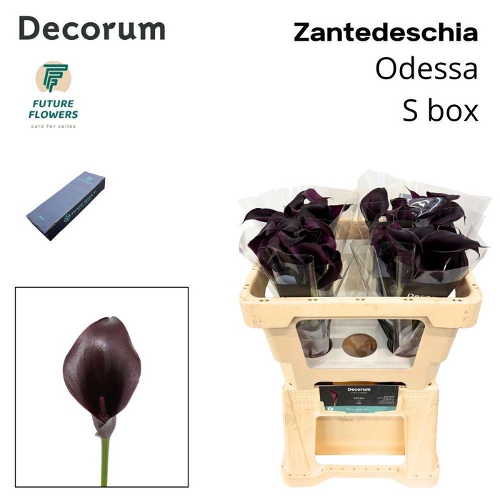 <h4>ZANT ODESSA SMALL BOX 50 CM 20 ST.</h4>
