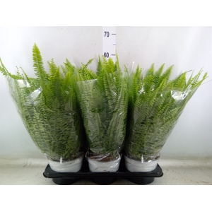 Nephrolepis exal. 'Sonata'