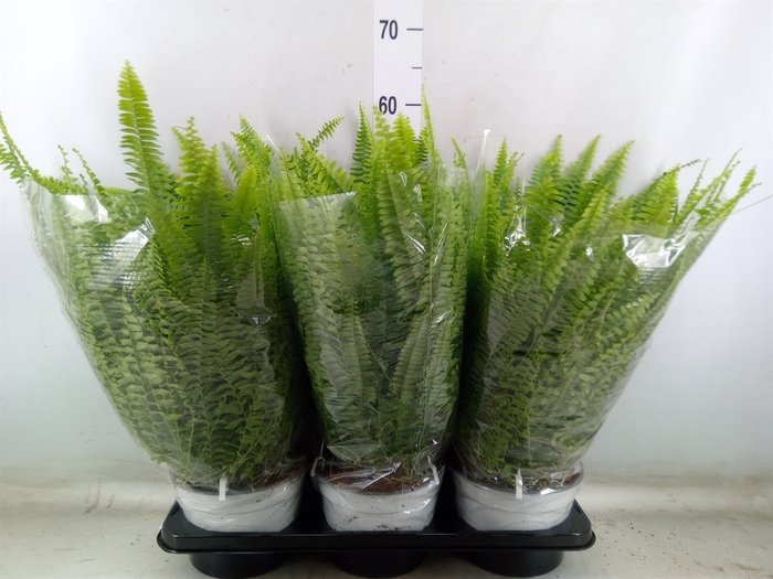 <h4>Nephrolepis exal. 'Sonata'</h4>