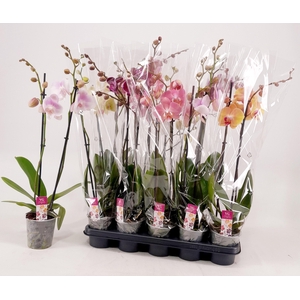 PHAL GEM