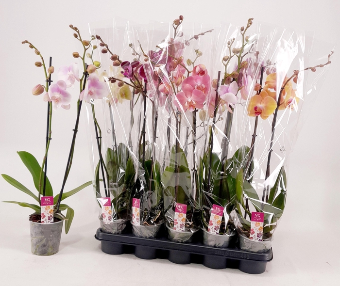 <h4>PHAL GEM</h4>