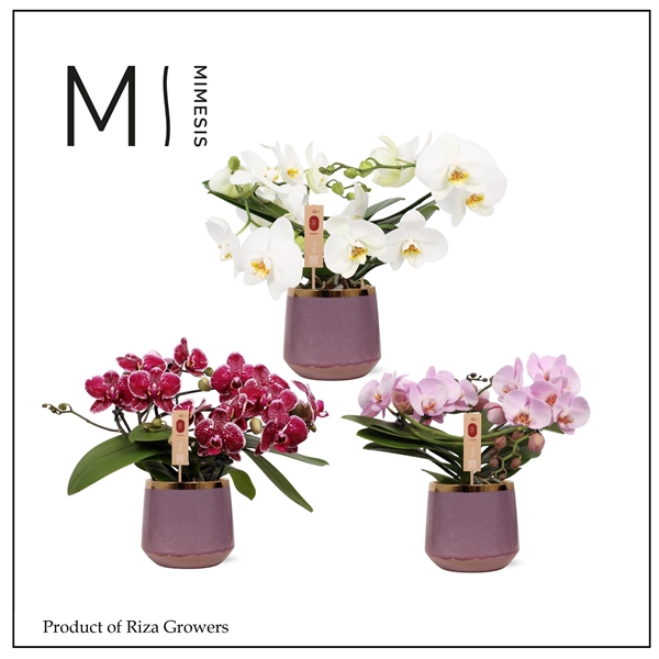 <h4>Mimesis Phal. Muse Mix - 25+ flowers 12cm in Celeste Ceramic</h4>