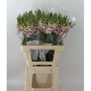 Antir Antibes Bi-color