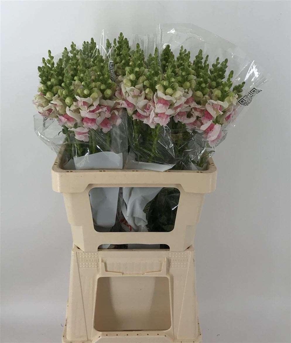 <h4>Antir Antibes Bi-color</h4>