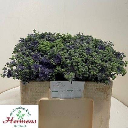 <h4>ERYNG PL MAG PURP ST</h4>