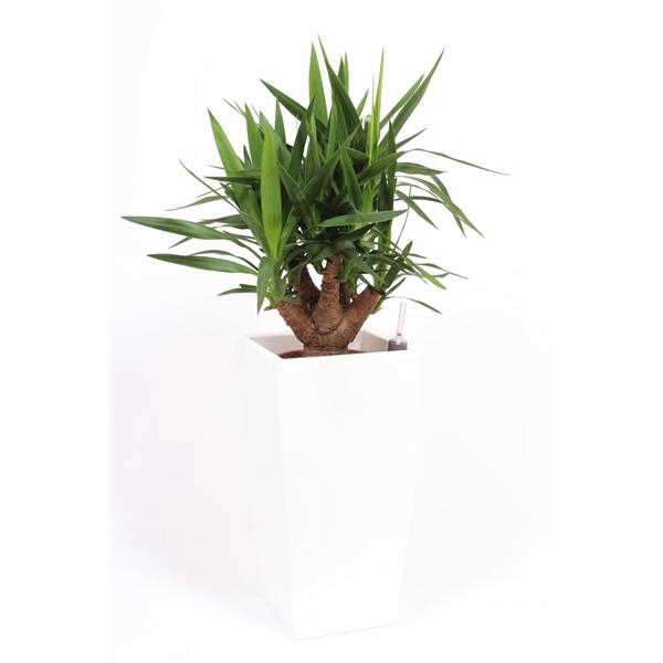 <h4>Yucce elephantipes in Piza pot "wit"</h4>