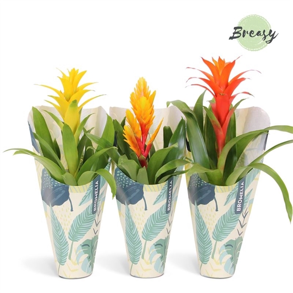 <h4>Bromelia Nature - 12cm in Kraft | Mimesis</h4>