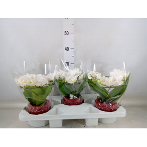 Phalaenopsis multi.   ...white