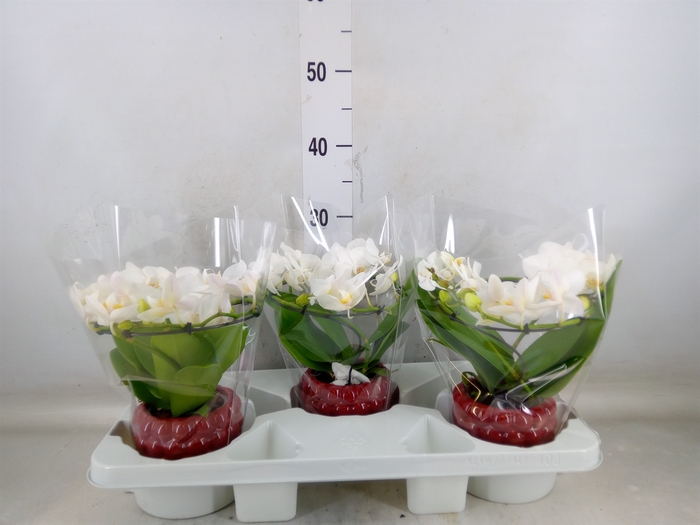 <h4>Phalaenopsis multi.   ...white</h4>