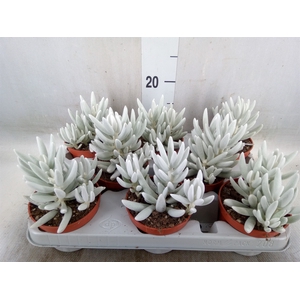 Senecio   ...