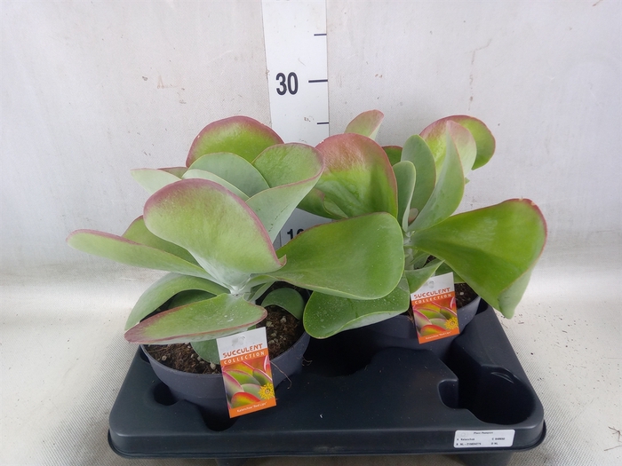 <h4>Kalanchoe NF thyrsiflora 'Red Lips'</h4>