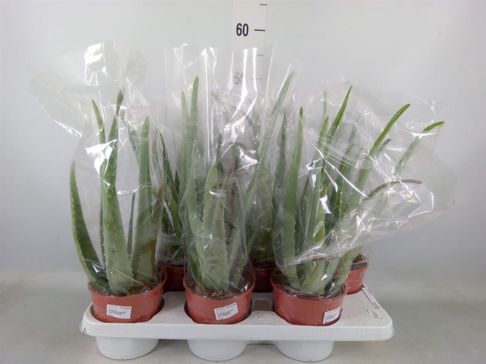 <h4>Aloe vera</h4>
