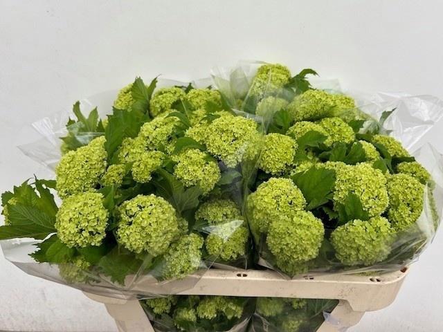 <h4>VIBURNUM ROSEUM ST</h4>