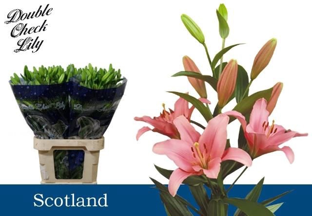 <h4>LI LA SCOTLAND</h4>