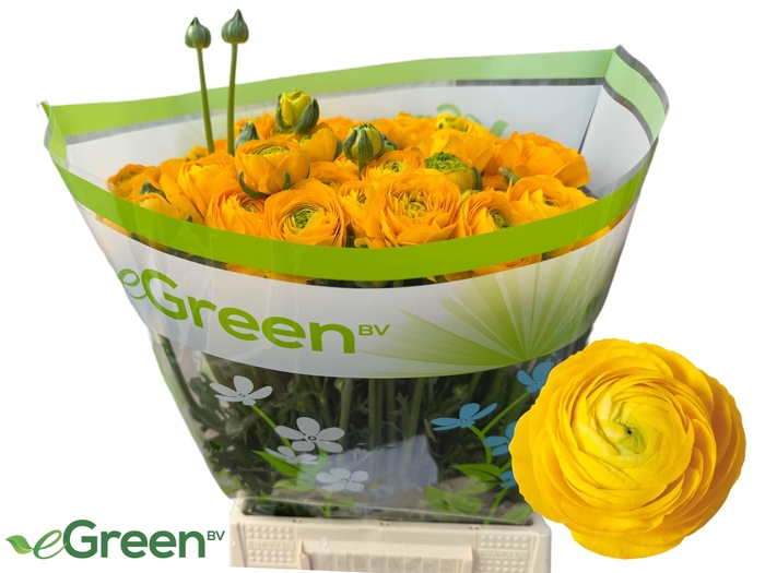 <h4>RAN AAZUR YELLOW</h4>