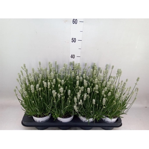 Lavandula interm. 'Edelweiss'