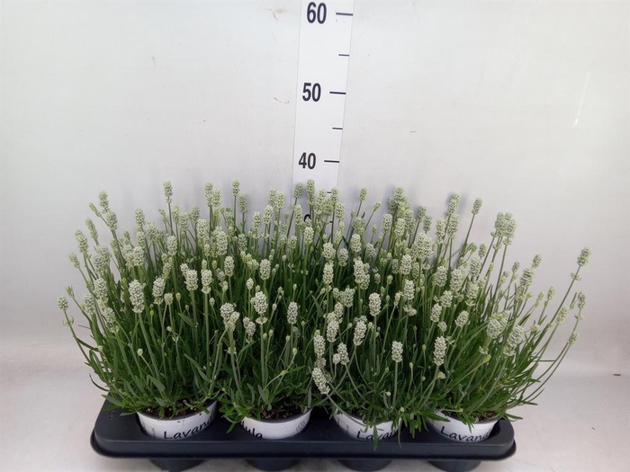 <h4>Lavandula interm. 'Edelweiss'</h4>