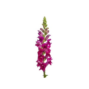 BOCA DE LEAO MONACO RED 070 CM