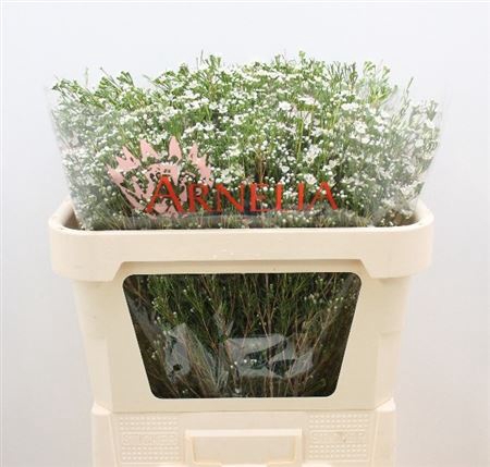 CHAME UN PEARL BUTTO 70gr