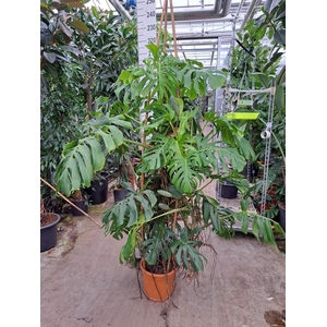Monstera Deliciosa XL 200